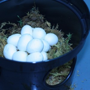 Puesta MV10 07 16 05 12