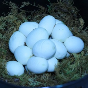 Puesta MV10 07 16 05 12