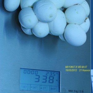 Peso puesta de Viridis