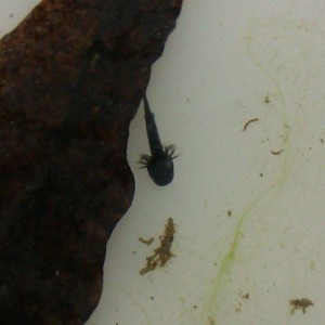 Laotriton laoensis - Larva