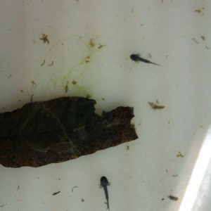 Laotriton laoensis - Larvas