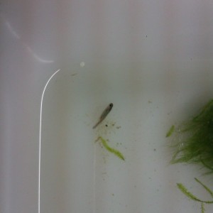 Neurergus strauchii strauchii - Larva