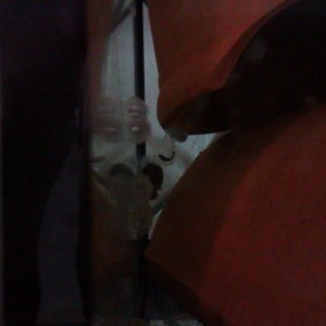 Neurergus strauchii strauchii - Huevos