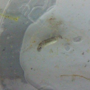 Neurergus strauchii strauchii - Huevo