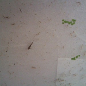 Cynops ensicauda popei - Larva