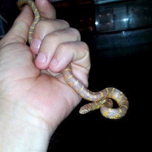 LGB hembra 19mayo2012