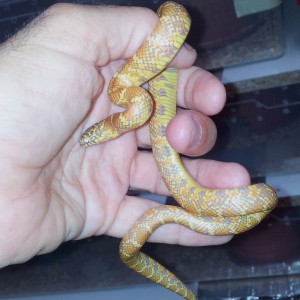 LGB macho 19mayo2012