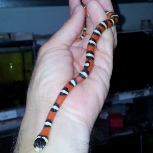 LPW hembra 19mayo2012