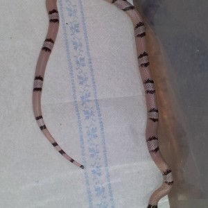 LTH Ghost 19mayo2012