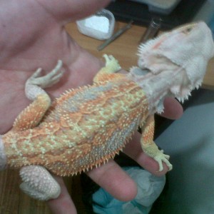 pogona1