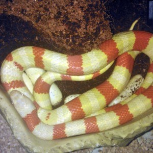 Ruthveni albina con puesta