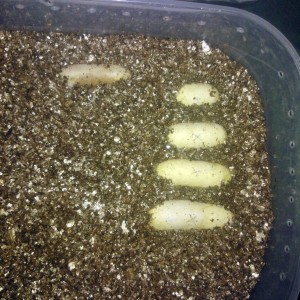 Puesta ruthveni albina