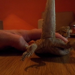 saber sexo de mis pogonas