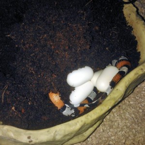 Puesta alterna blair