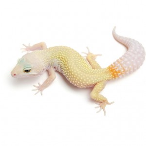 tug msparaec 476 resize 0