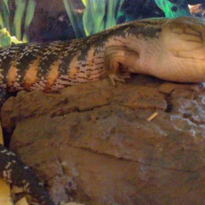 TILIQUA SCINCOIDES INTERMEDIA