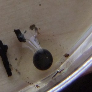 Huevo fértil azureus