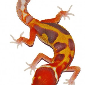 470386 372845332780771 920486778 o