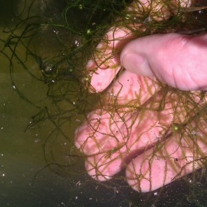 Notophthalmus viridescens - Huevos