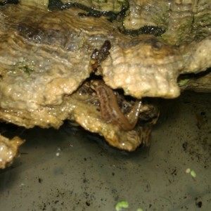 Ommatotriton ophryticus nesterovi