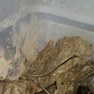 Ommatotriton ophryticus nesterovi