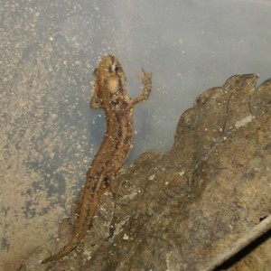 Ommatotriton ophryticus nesterovi