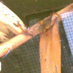 Notopthalmus viridescens