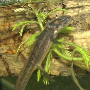 Ommatotriton ophryticus nesterovi - Larva