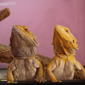 Dragones Barbudos