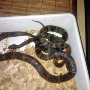 Alterna melanistica y thayeri