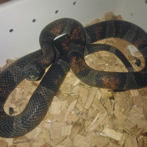 alterna blairi melanistica