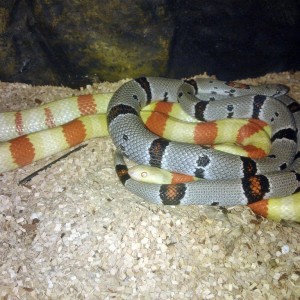 ruthveni y alterna alterna