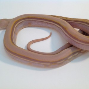 544695 224742850968497 100002983501062 375966 1326698574 n