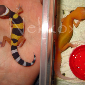 raptoglow vs tangerinehr