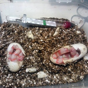 Puesta ruthveni albina