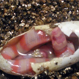 Eclosion ruthveni albina 1