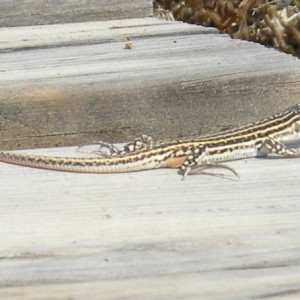 Lagartija colirroja b