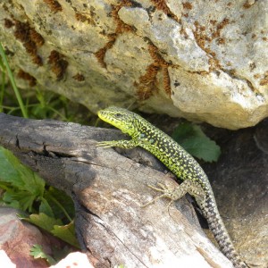 Lagartija serrana