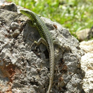 Lagartija serrana