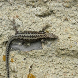 Podarcis spp (muralis)
