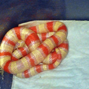 Blair x ruth baby hembra