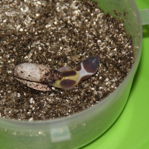 Mi gecko saliendo del cascarón