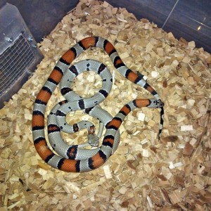 Pareja alterna y Blair