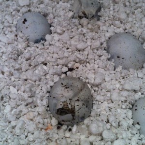 Empiezan a eclosionar