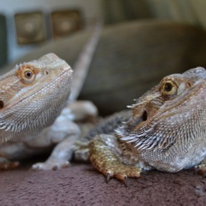 Fénix (macho, izquierda) e Hydra (hembra, derecha)