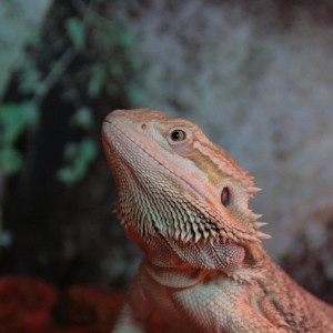 mi pogona