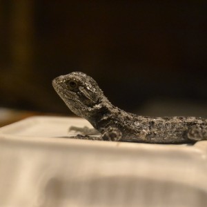 La primera cría aposentada