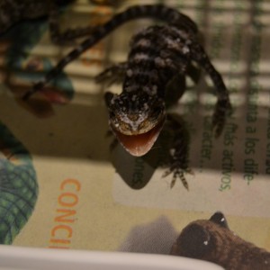 La tercera con carácter jejej