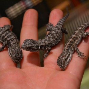 Las tres primeras crias