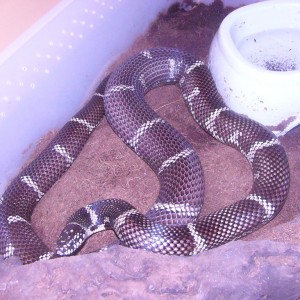 Lampropeltis getula "peninsula intergrade"